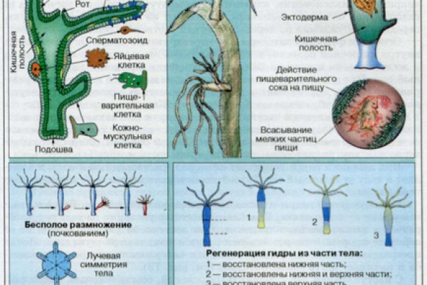 Ссылка на кракен onion kraken dark link